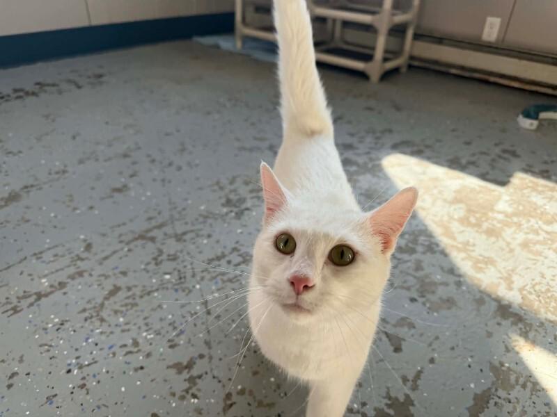 Enlarge Callaway, a Adoptable mixed breed in Georgetown, OH image 2/4