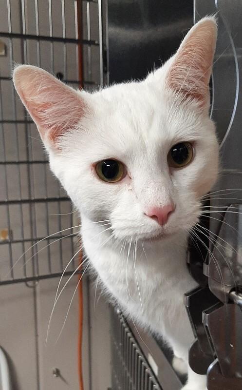 Callaway, Adoptable, Adult Male Siamese & Domestic Short Hair.