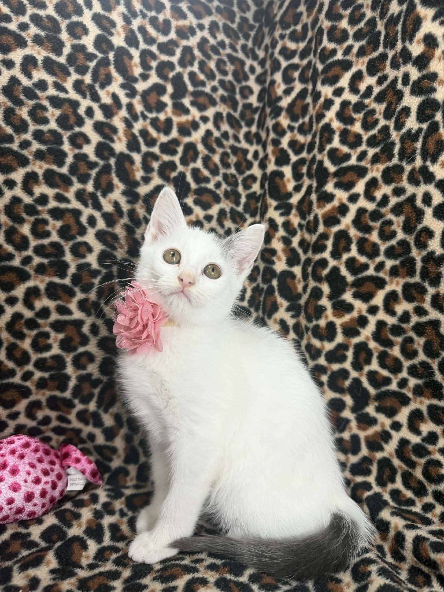 Enlarge Firefly, an adopted Turkish Van in Tavares, FL image 2/2