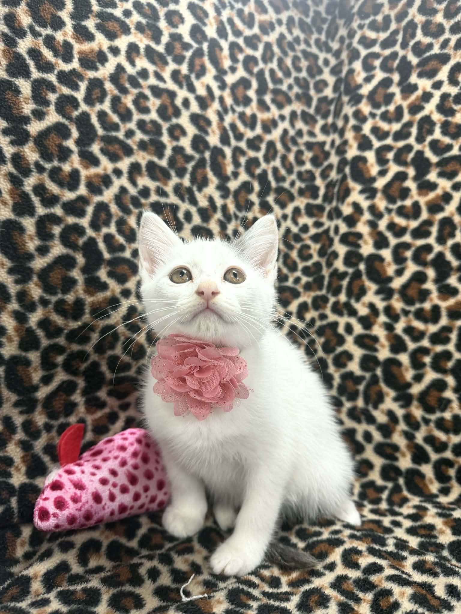 Enlarge Firefly, an adopted Turkish Van in Tavares, FL image 1/2