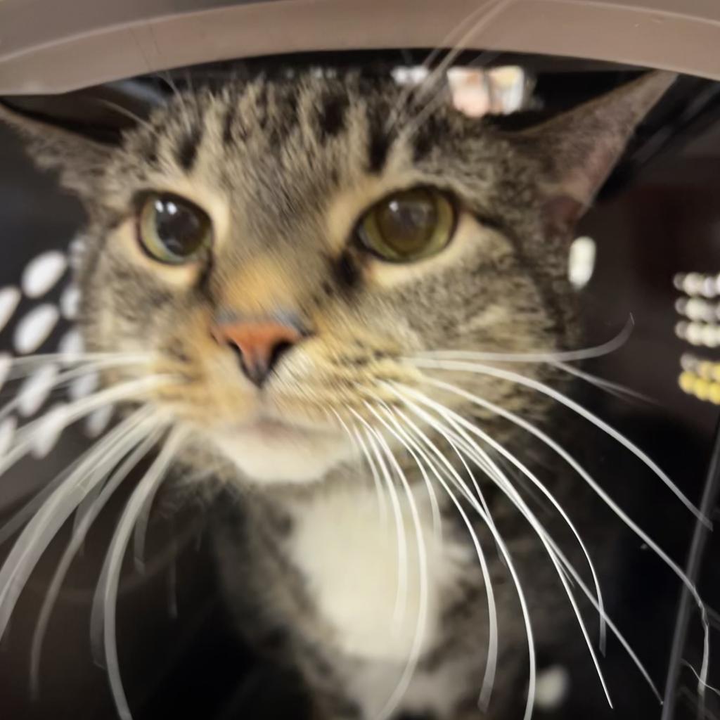 Tink, Adoptable, Senior Female Domestic Short Hair.