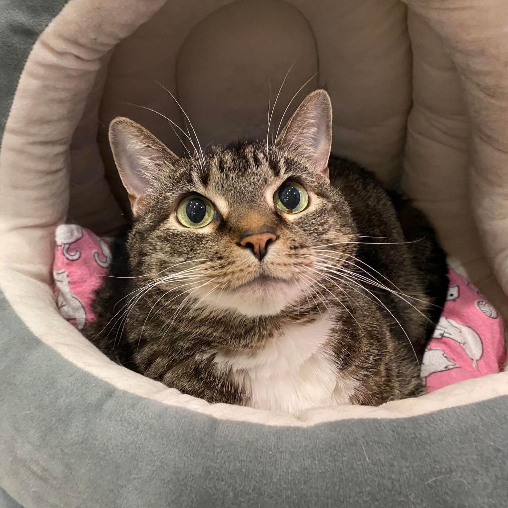 Enlarge Tink, a Adoptable Domestic Short Hair in Nashville, TN image 2/6