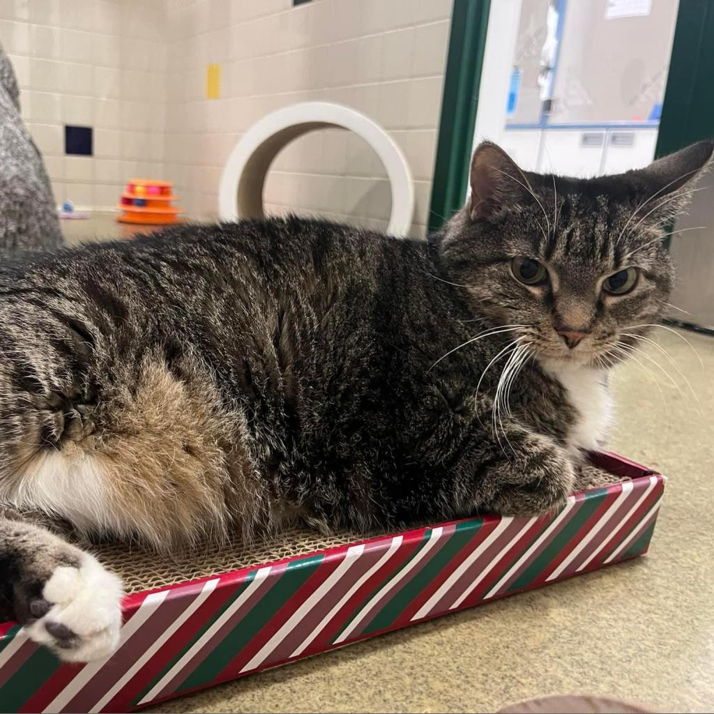 Enlarge Tink, a Adoptable Domestic Short Hair in Nashville, TN image 3/6