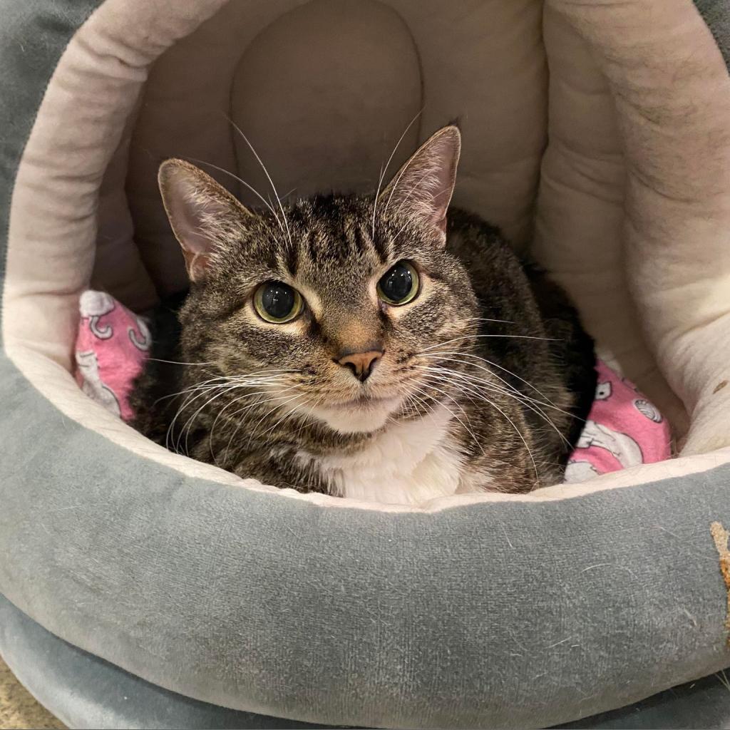 Enlarge Tink, a Adoptable Domestic Short Hair in Nashville, TN image 4/6