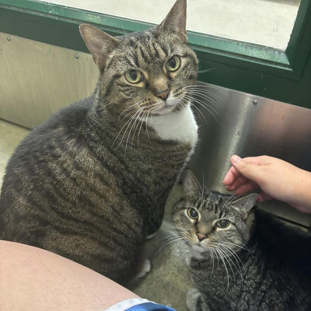 Enlarge Tink, a Adoptable Domestic Short Hair in Nashville, TN image 5/6