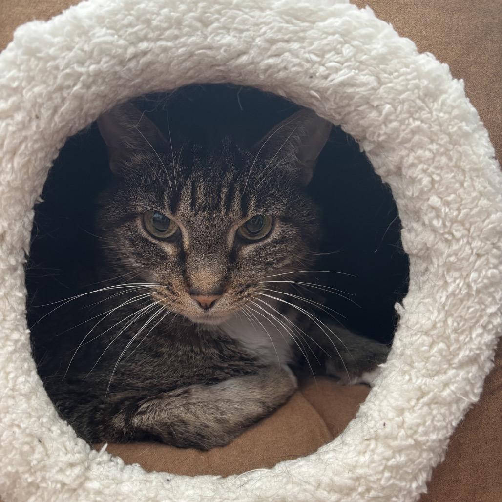 Enlarge Tink, a Adoptable Domestic Short Hair in Nashville, TN image 6/6