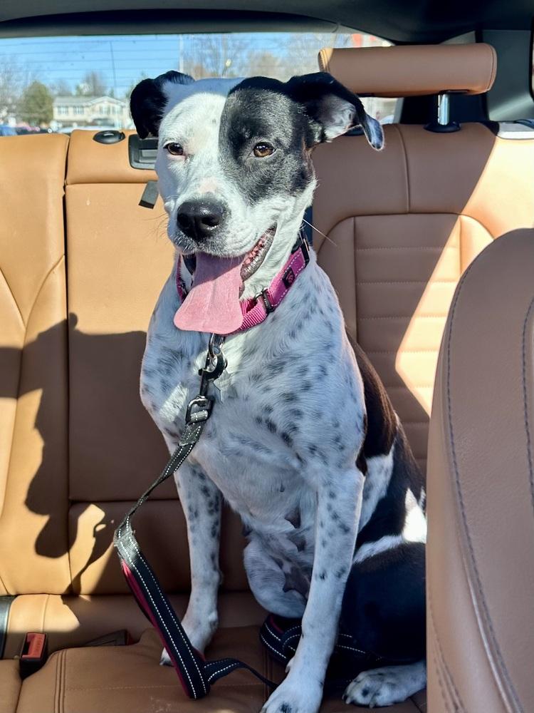 Star, Adoptable, Young Female Hound & Mixed Breed.