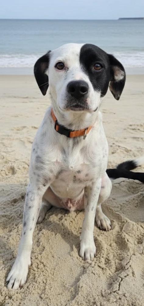 Enlarge Star, a Adoptable mixed breed in Akron, OH image 1/5