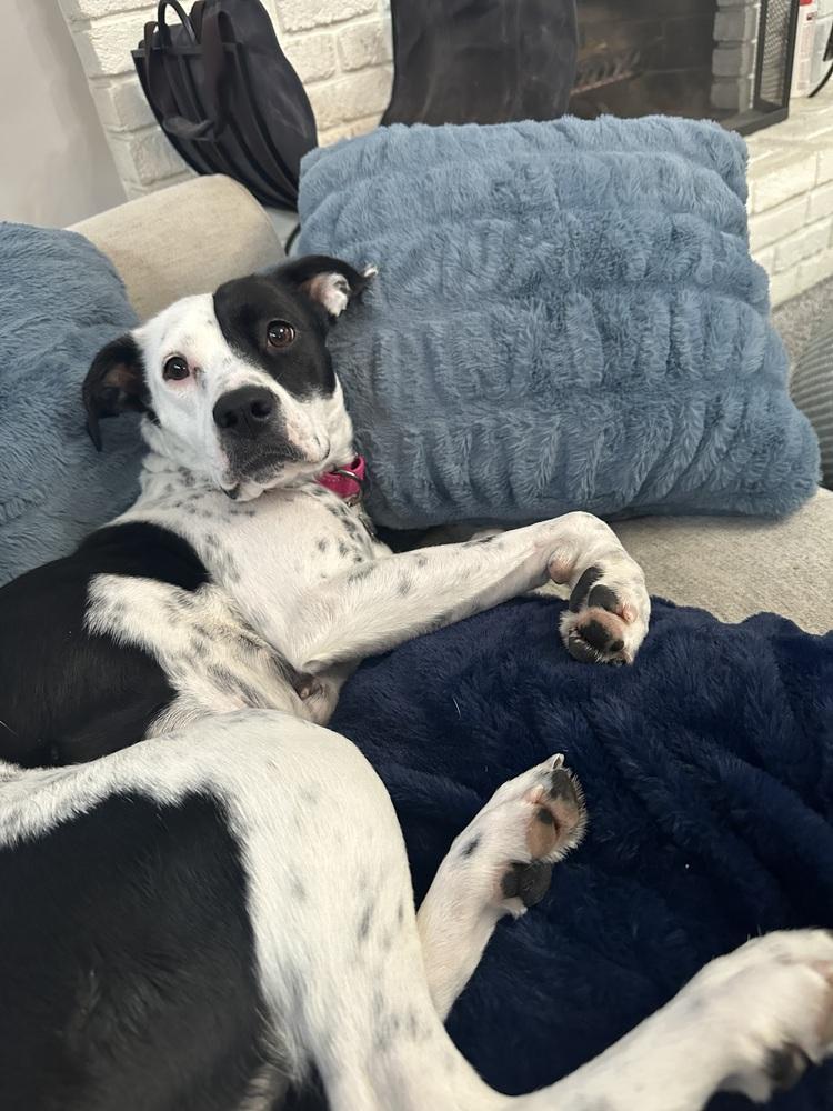 Enlarge Star, a Adoptable mixed breed in Akron, OH image 3/5