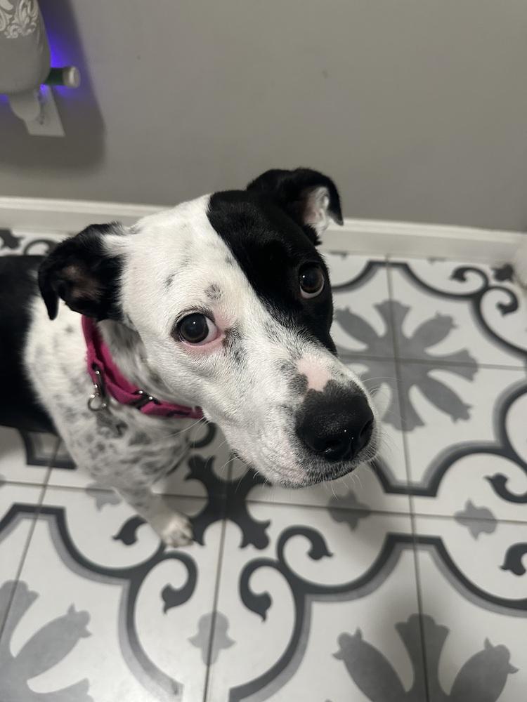 Enlarge Star, a Adoptable mixed breed in Akron, OH image 5/5