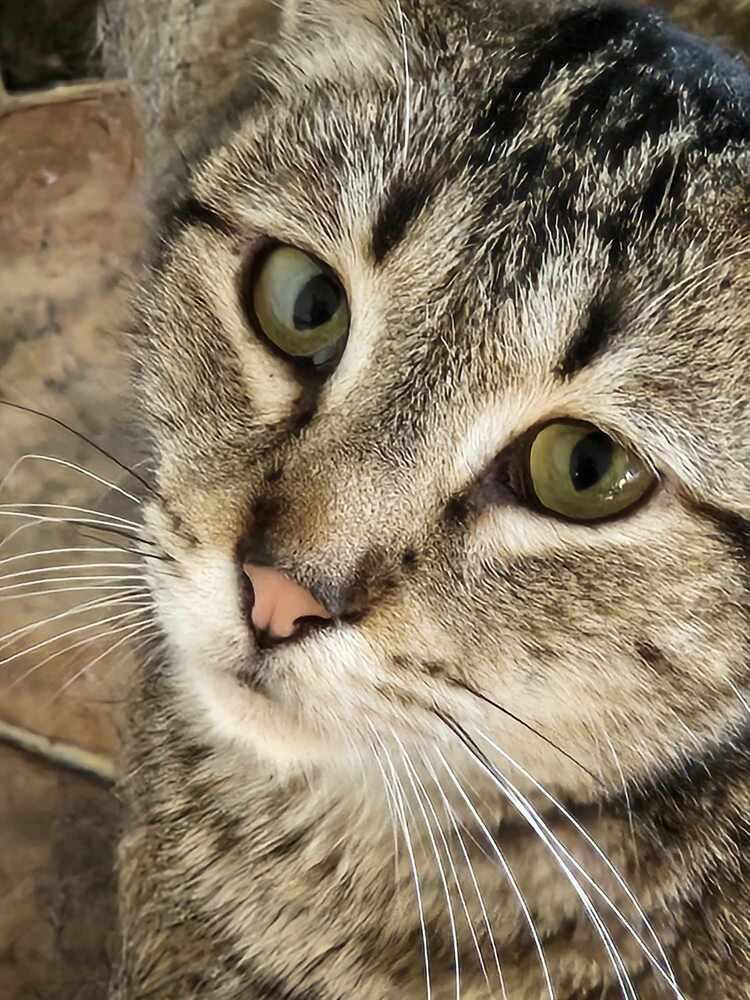 Misty, Adoptable, Young Female Domestic Short Hair.