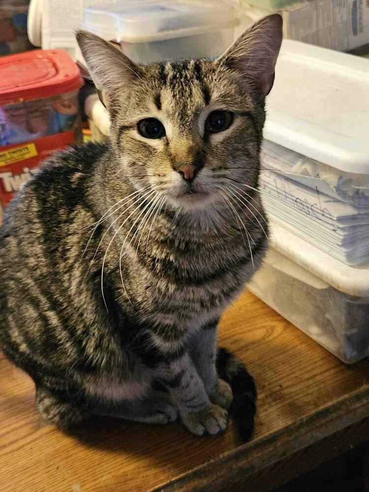 Enlarge Misty, a Adoptable Domestic Short Hair in Oakville, CT image 2/3