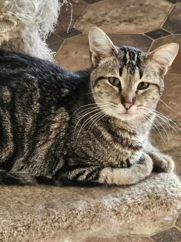 Enlarge Misty, a Adoptable Domestic Short Hair in Oakville, CT image 3/3