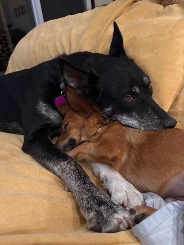 Trixie Snuggles — thumbnail 3