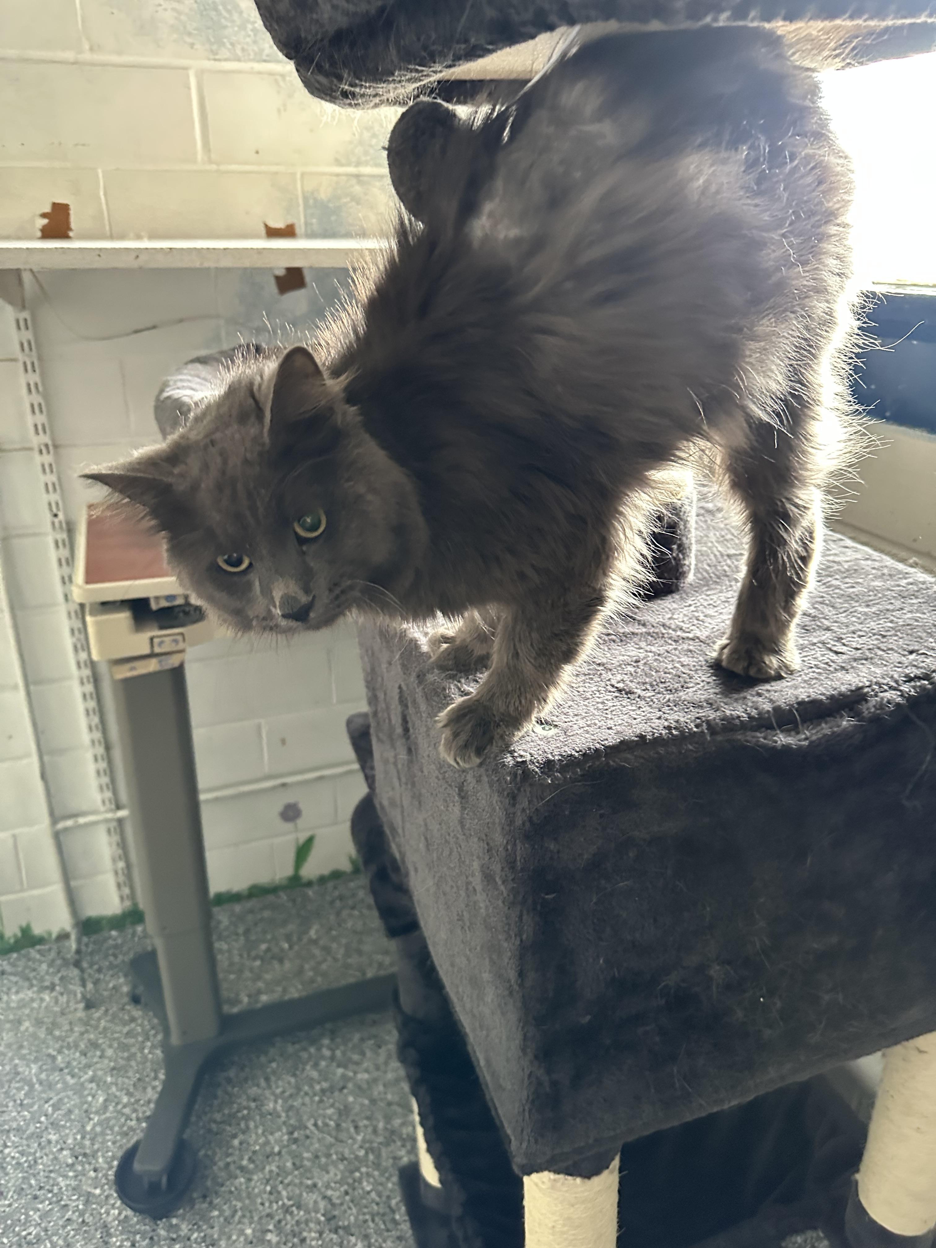 Enlarge Carsar, a Adopted Domestic Long Hair in St. Ansgar, IA image 4/6