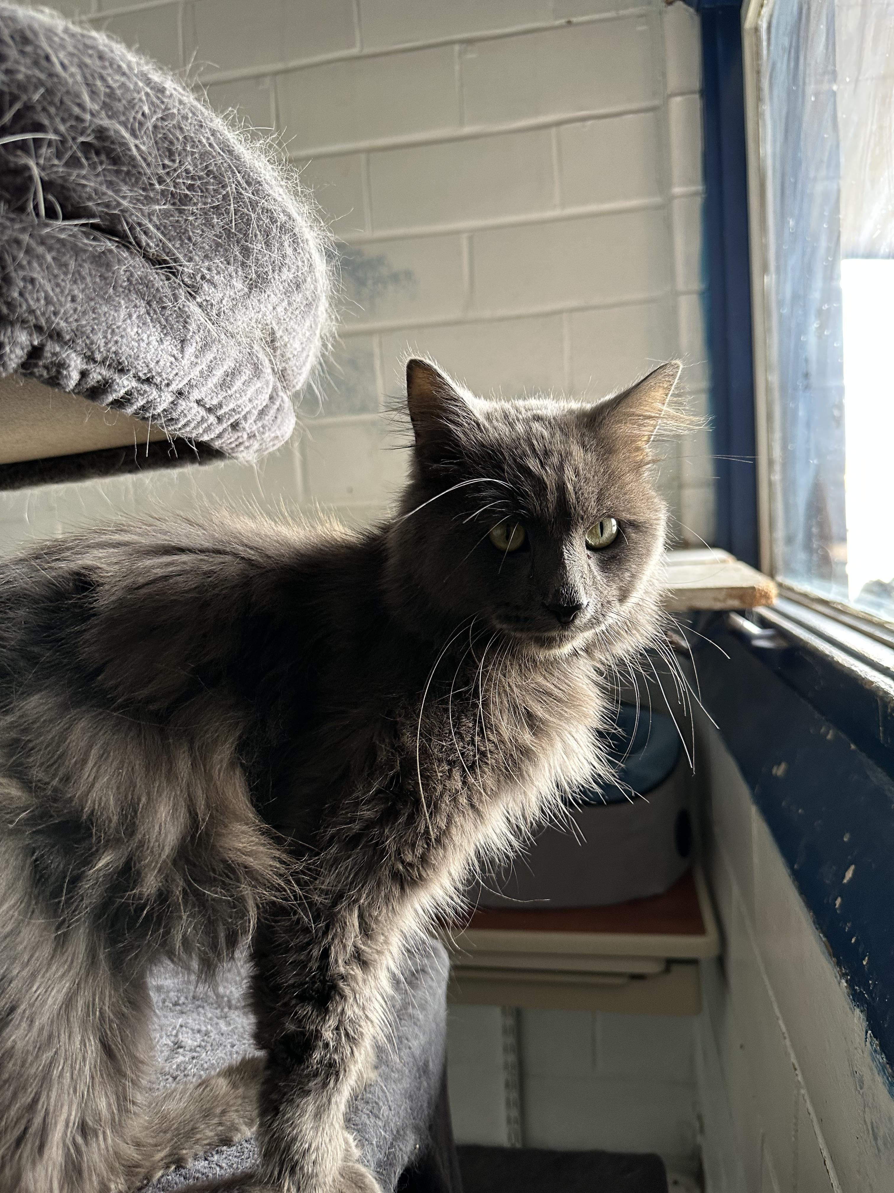 Enlarge Carsar, a Adopted Domestic Long Hair in St. Ansgar, IA image 6/6