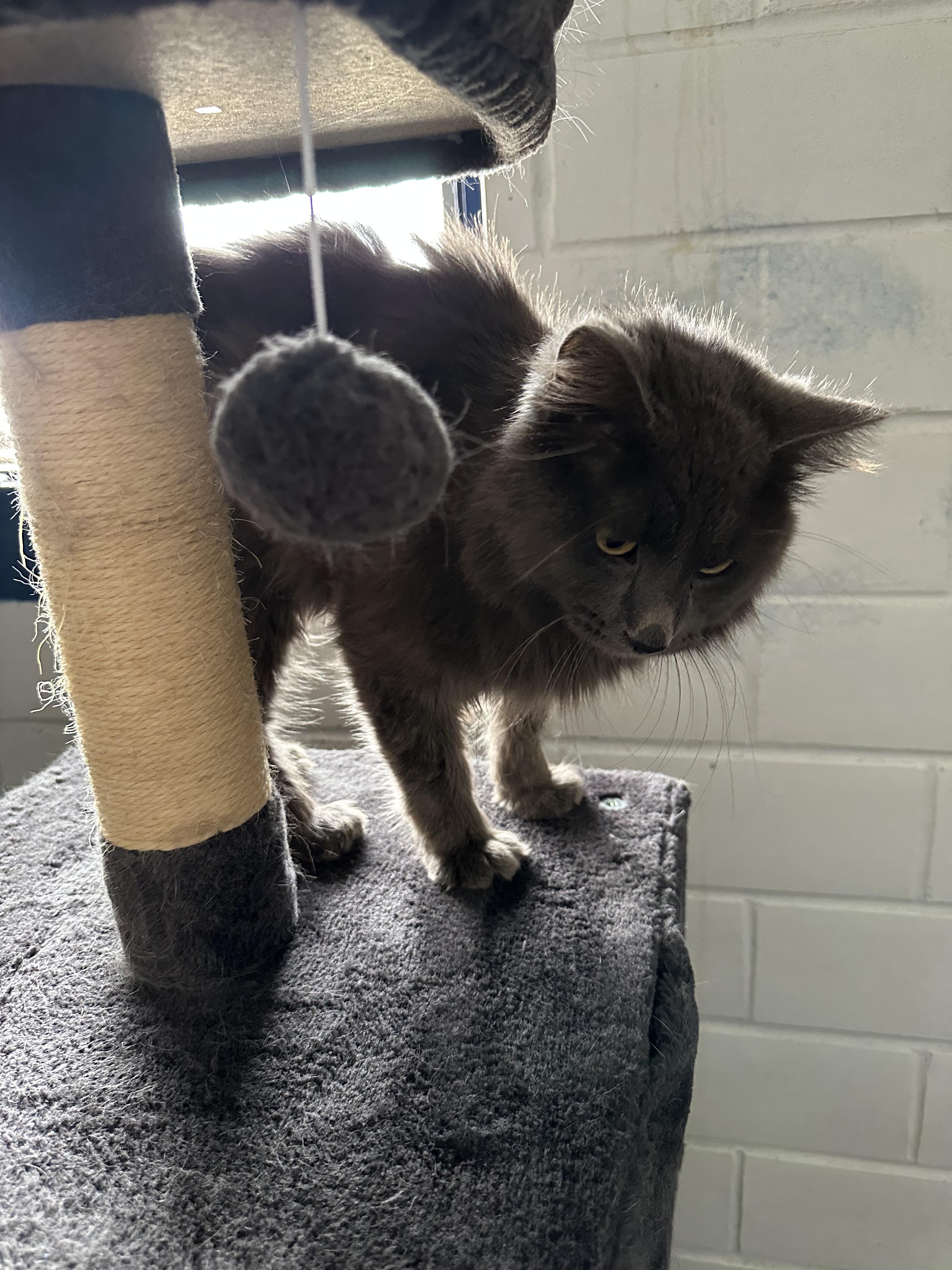 Enlarge Carsar, a Adopted Domestic Long Hair in St. Ansgar, IA image 5/6