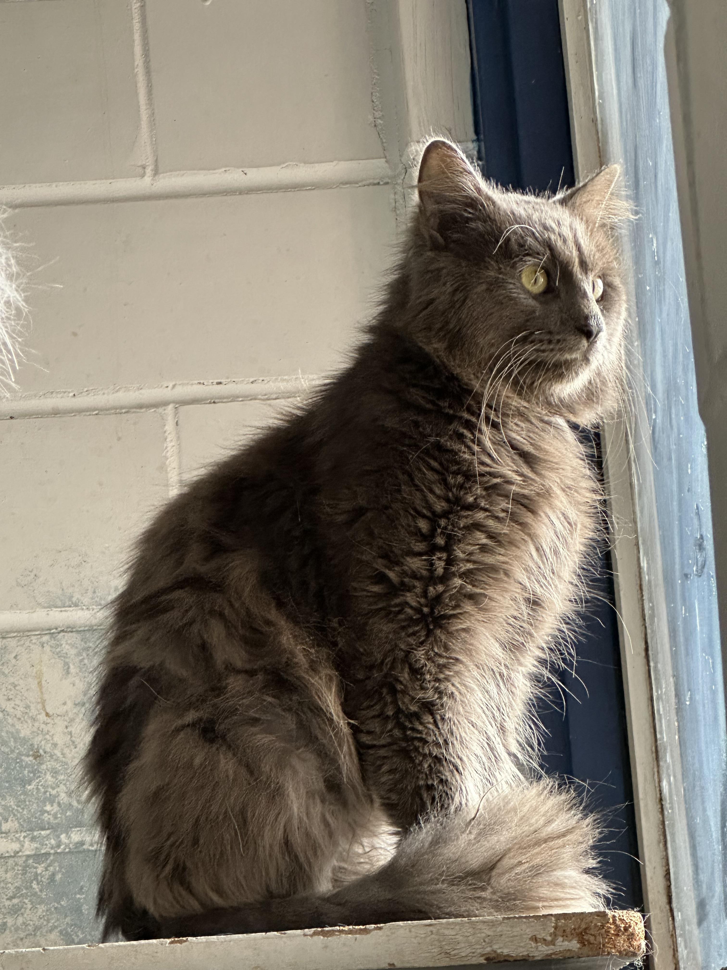 Carsar, Adopted, Young Male Domestic Long Hair.