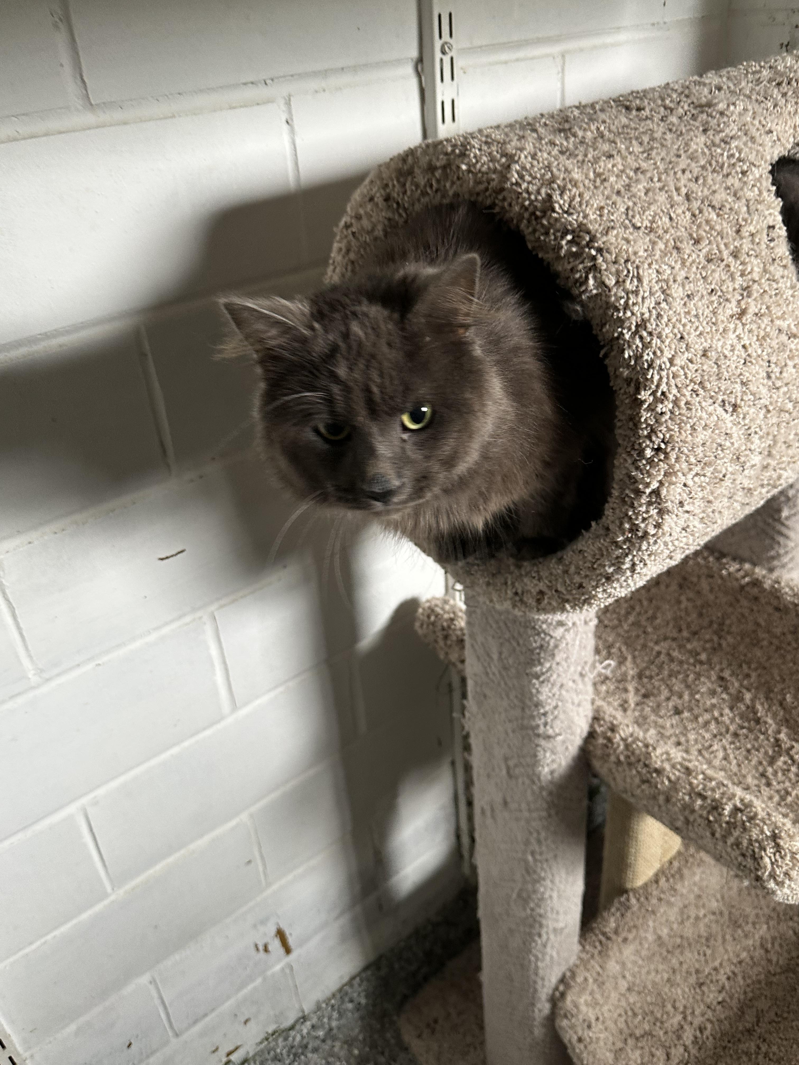 Enlarge Carsar, a Adopted Domestic Long Hair in St. Ansgar, IA image 2/6
