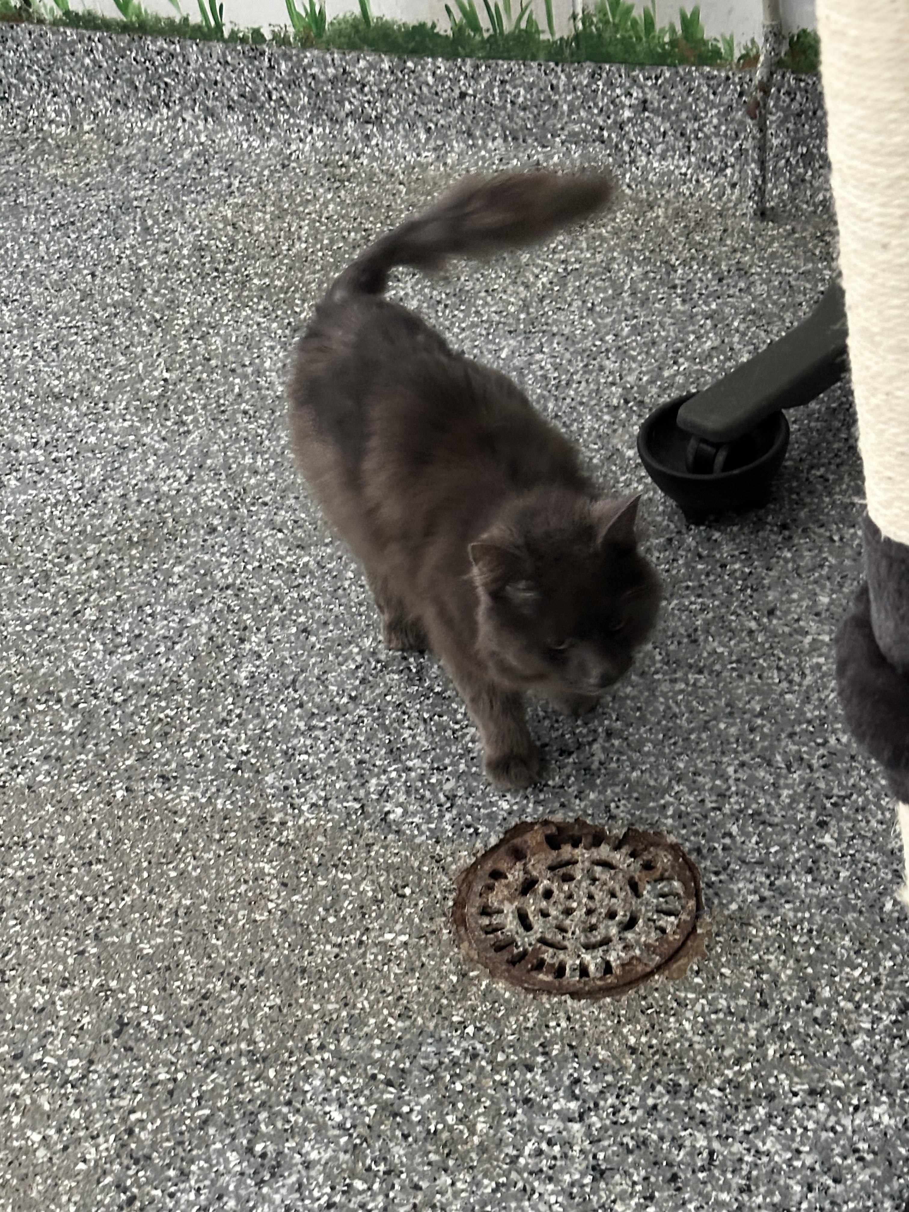 Enlarge Carsar, a Adopted Domestic Long Hair in St. Ansgar, IA image 3/6