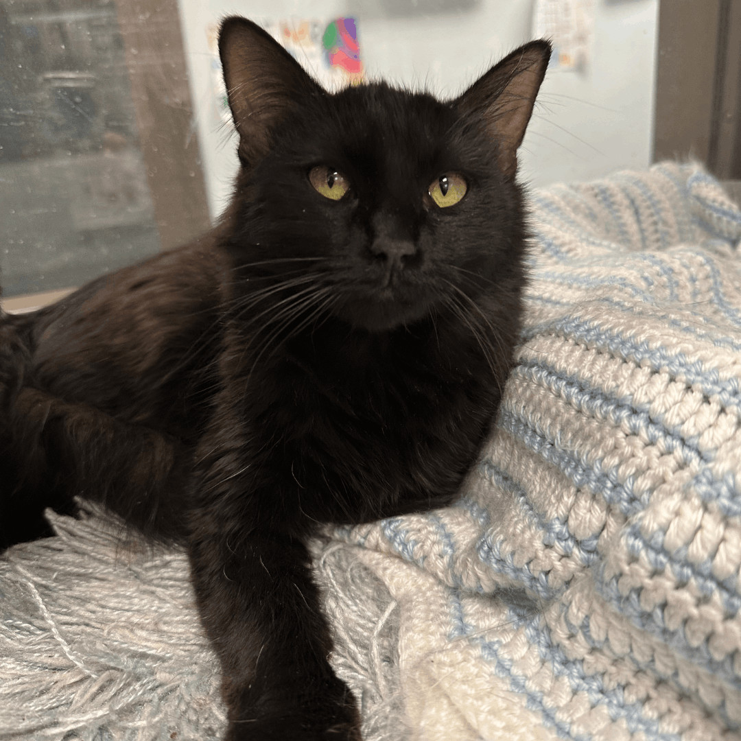 Florence, Adopted, Adult Female Domestic Medium Hair.