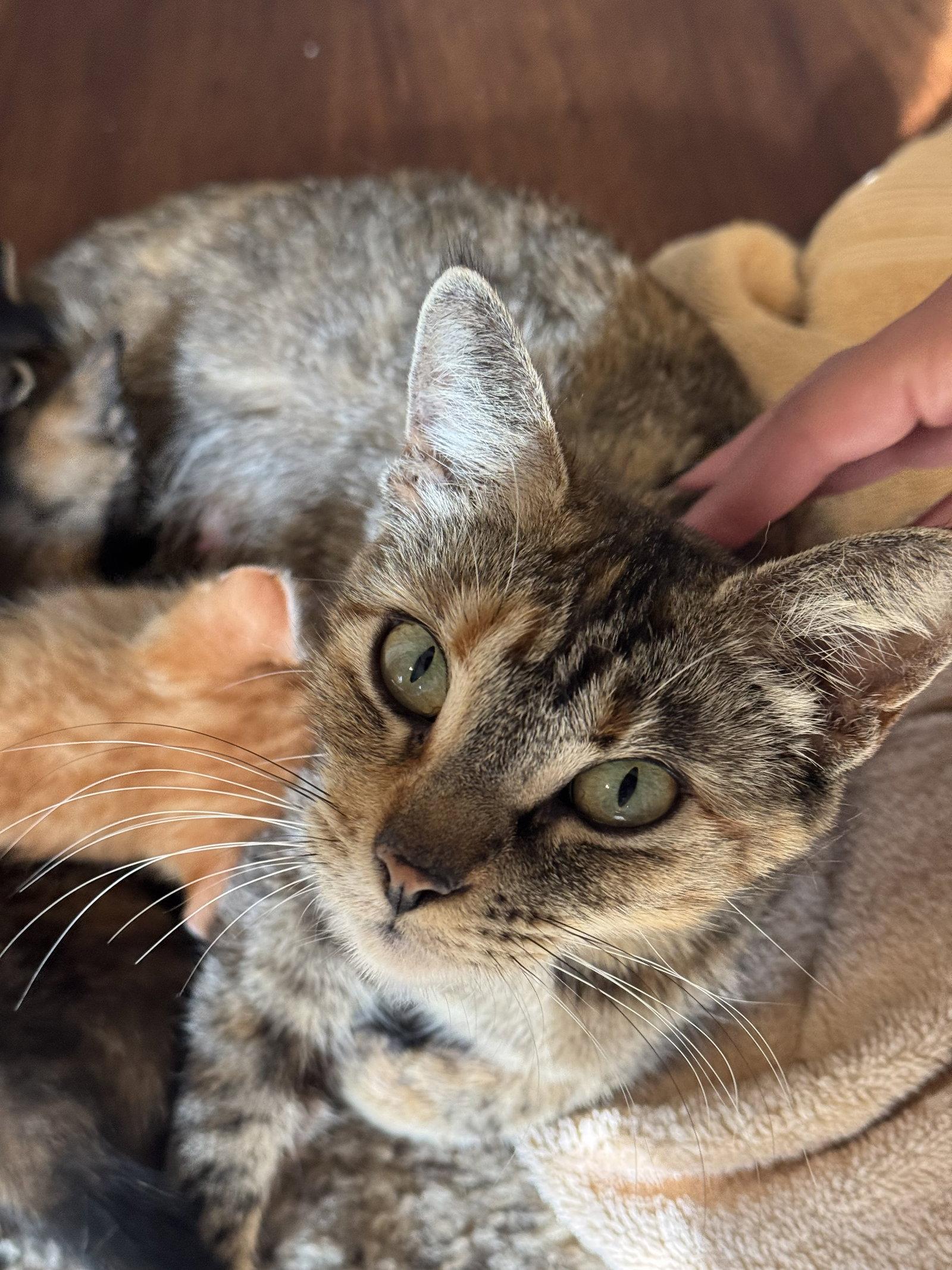 April, Adoptable, Young Female Tabby.