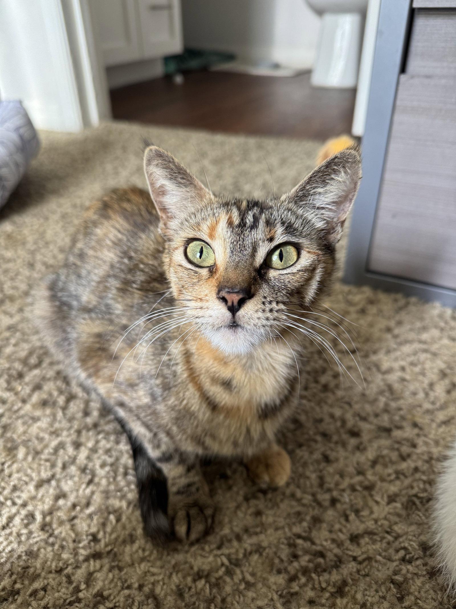 Enlarge April, a Adoptable Tabby in Orlando, FL image 2/2