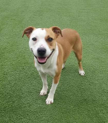 Bella — thumbnail 2