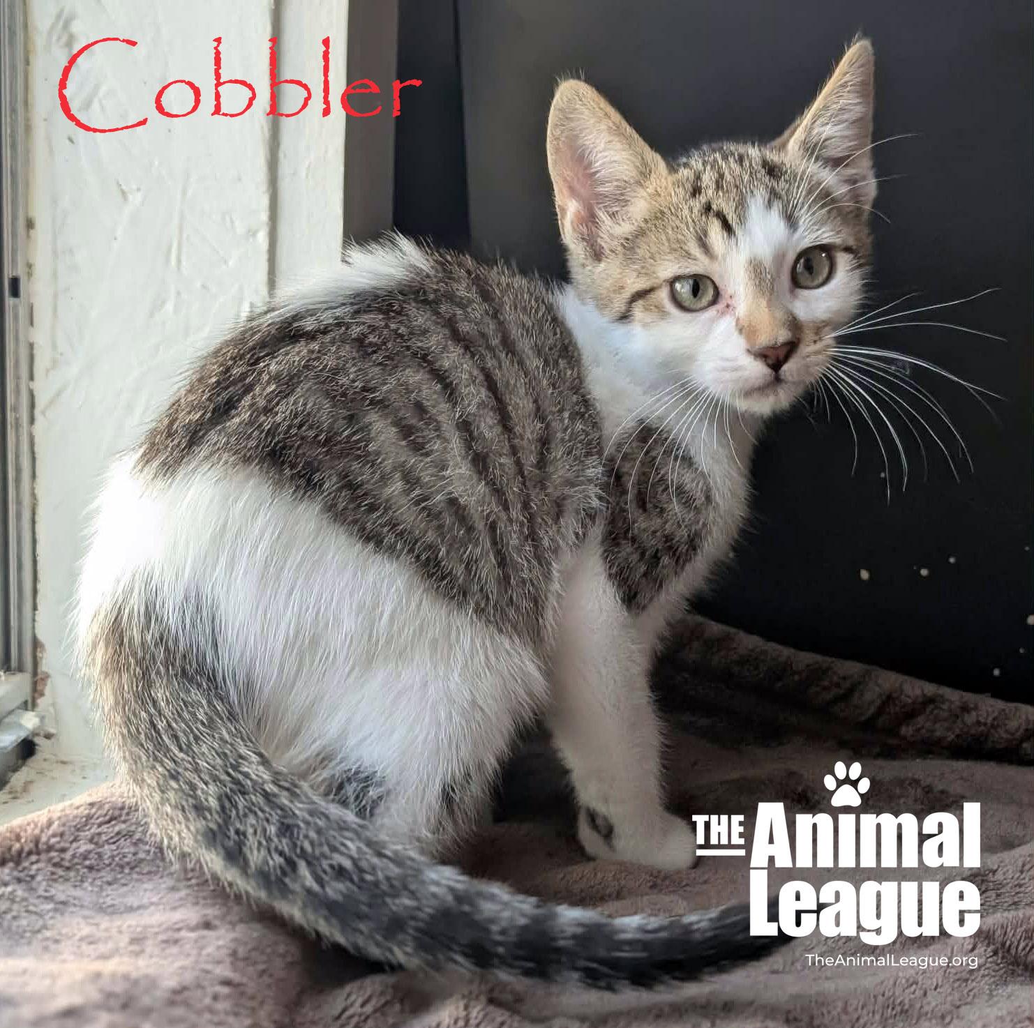 Cobbler, a Adoptable mixed breed in Groveland, FL image 2/4