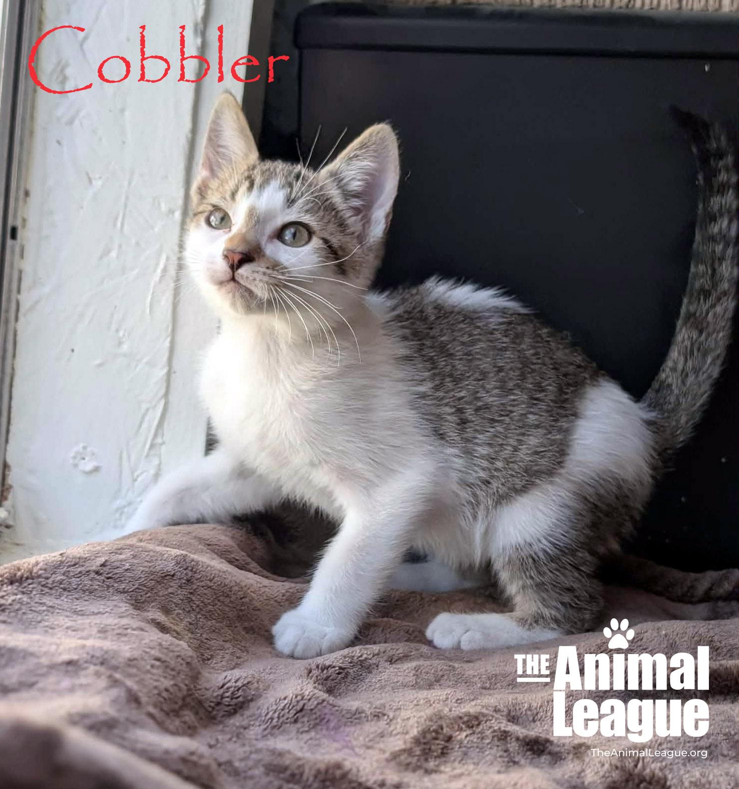 Cobbler, Adoptable, Kitten Male Domestic Short Hair.