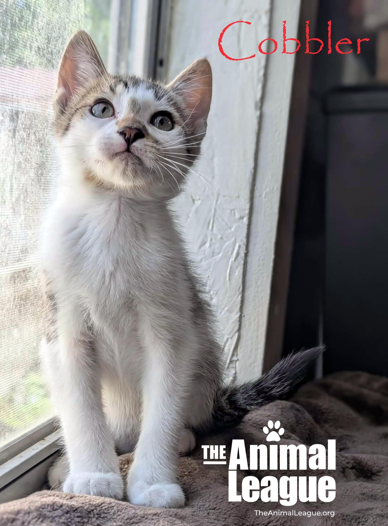 Cobbler, a Adoptable mixed breed in Groveland, FL image 3/4