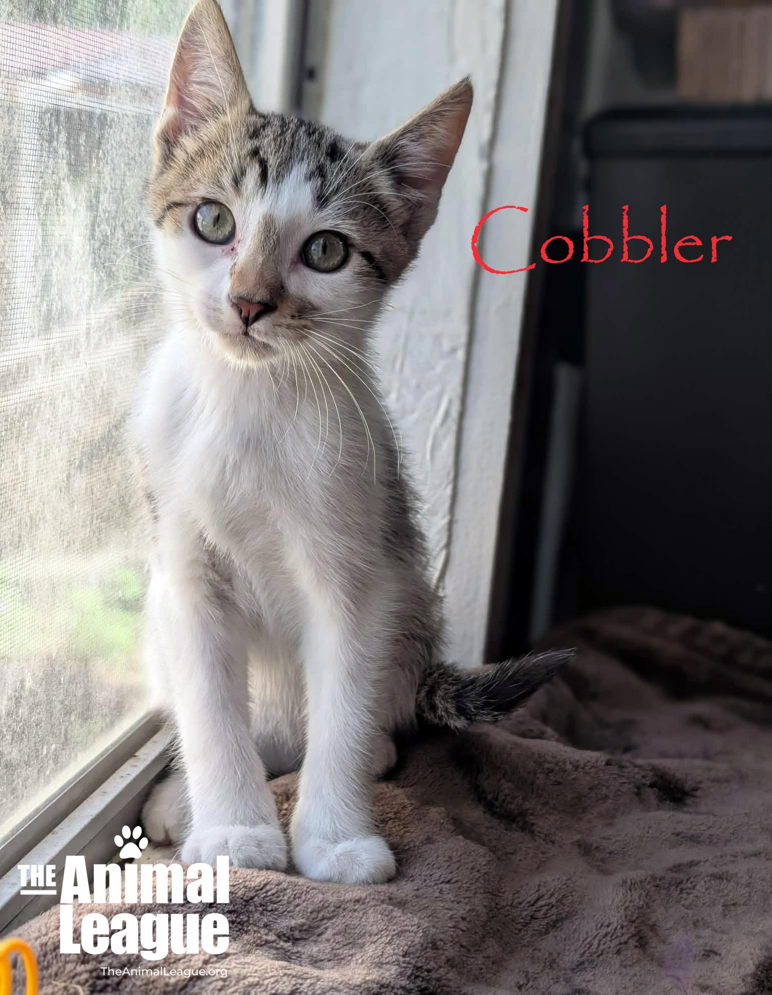 Cobbler, a Adoptable mixed breed in Groveland, FL image 4/4