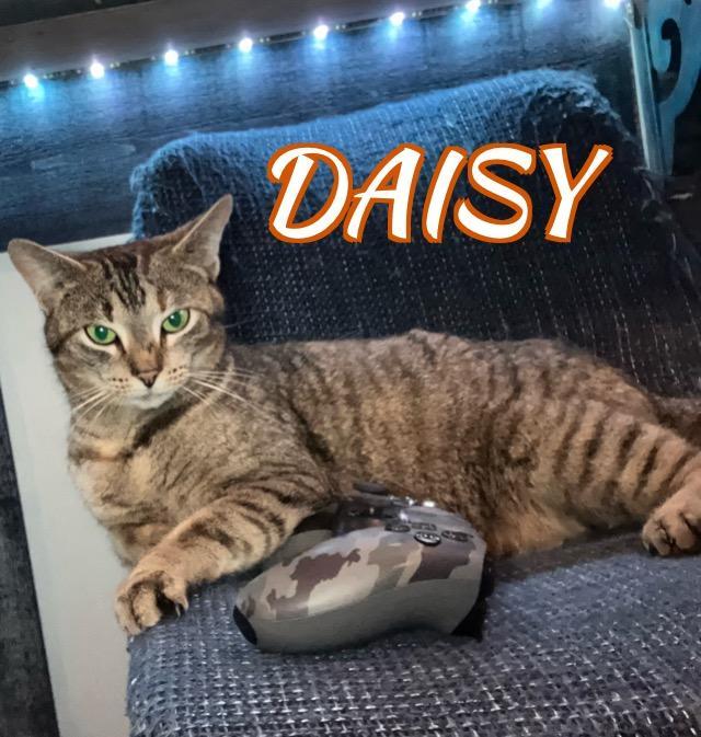 Daisy, a ADOPTABLE mixed breed in North Billerica, MA image 2/3