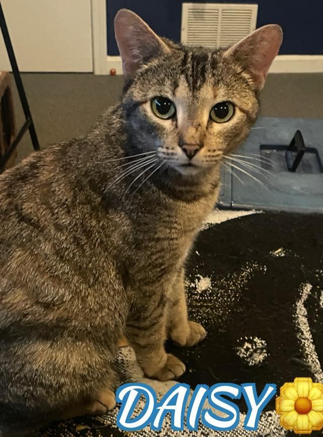 Daisy, a ADOPTABLE mixed breed in North Billerica, MA image 1/3