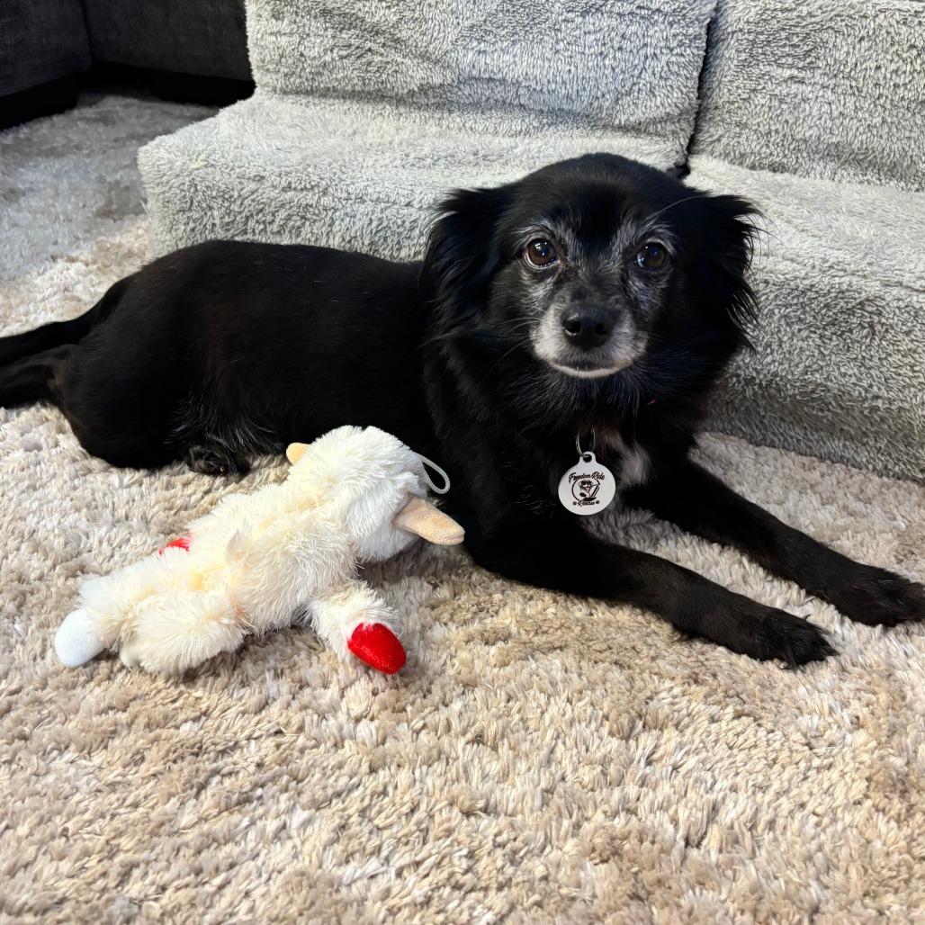 Zoey, Adoptable, Senior Female Pomeranian.