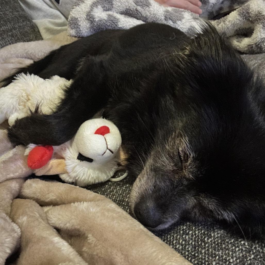 Enlarge Zoey, a Adoptable Pomeranian in Raleigh, NC image 2/6