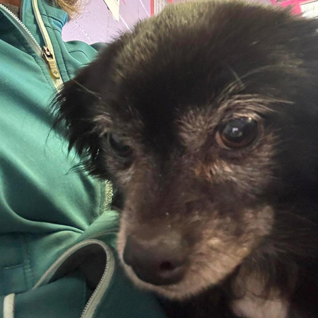 Enlarge Zoey, a Adoptable Pomeranian in Raleigh, NC image 3/6