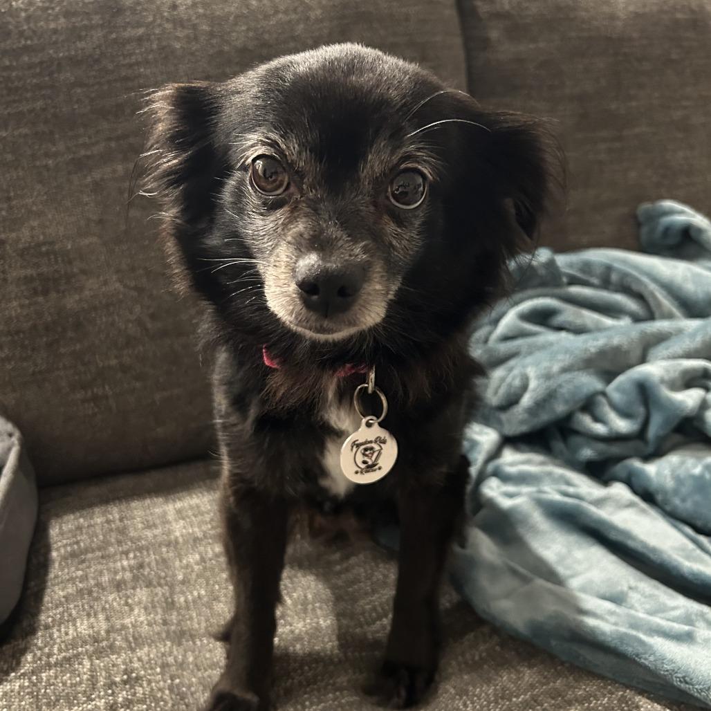 Enlarge Zoey, a Adoptable Pomeranian in Raleigh, NC image 4/6