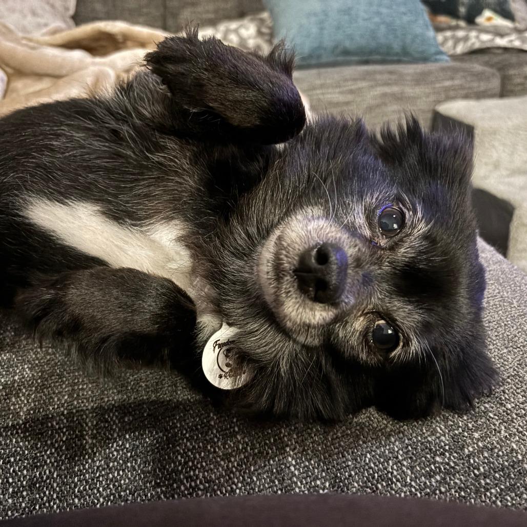 Enlarge Zoey, a Adoptable Pomeranian in Raleigh, NC image 5/6