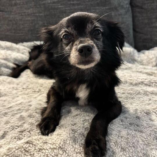 Enlarge Zoey, a Adoptable Pomeranian in Raleigh, NC image 6/6