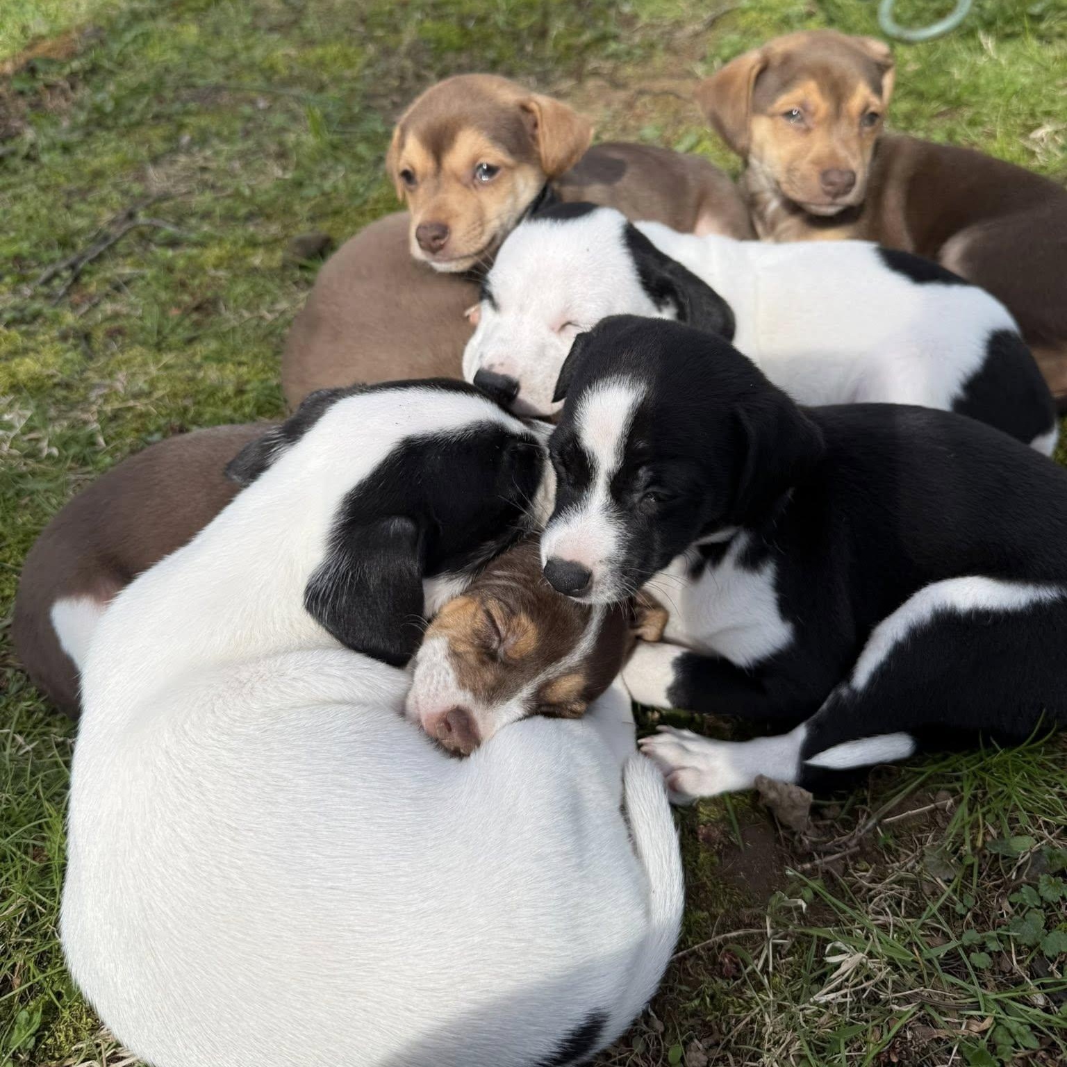 Enlarge Kylie, a Adoptable mixed breed in Nanuet, NY image 4/6