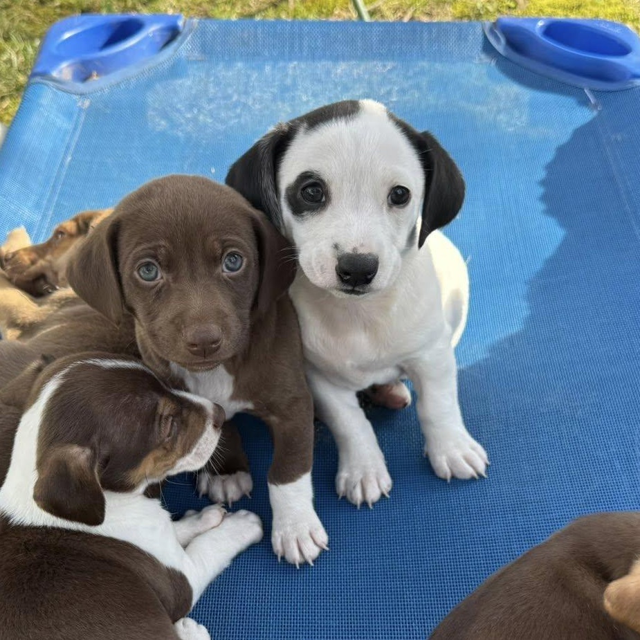 Enlarge Kylie, a Adoptable mixed breed in Nanuet, NY image 5/6