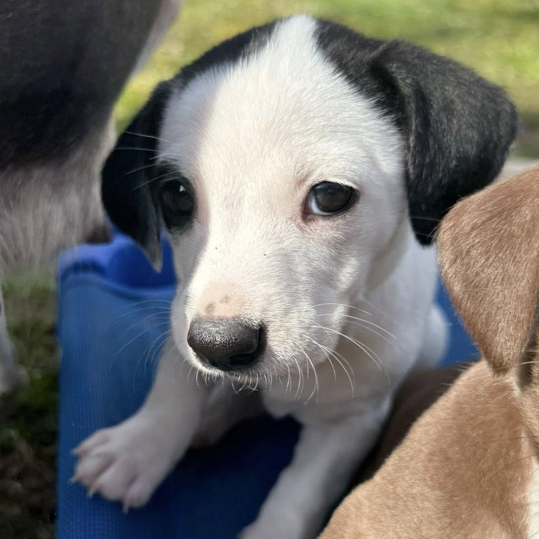 Kylie, Adoptable, Puppy Female Beagle & Dachshund.