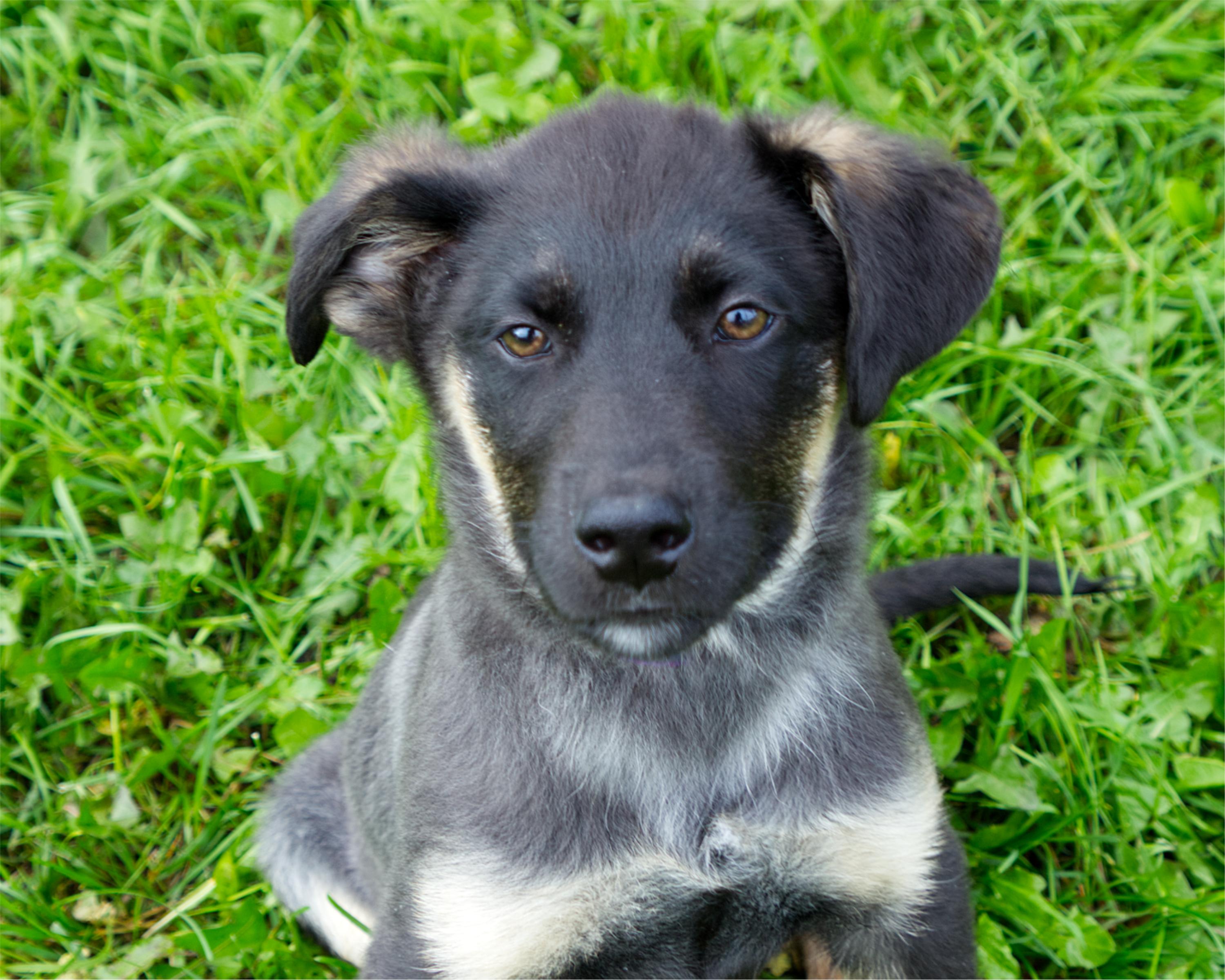 Enlarge Niblet, a Adopted mixed breed in Winnipeg, MB image 2/3