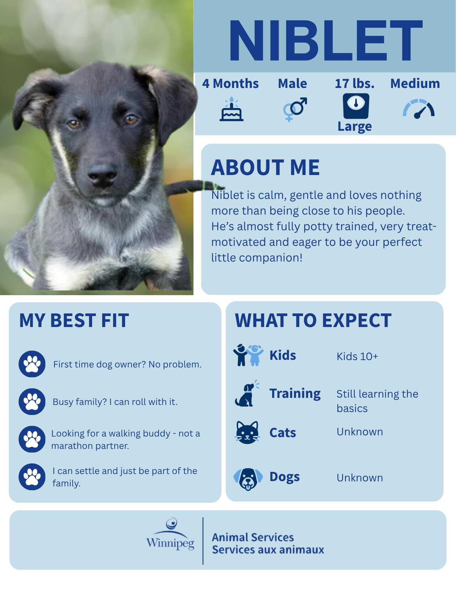 Niblet, Adopted, Puppy Male German Shepherd Dog.
