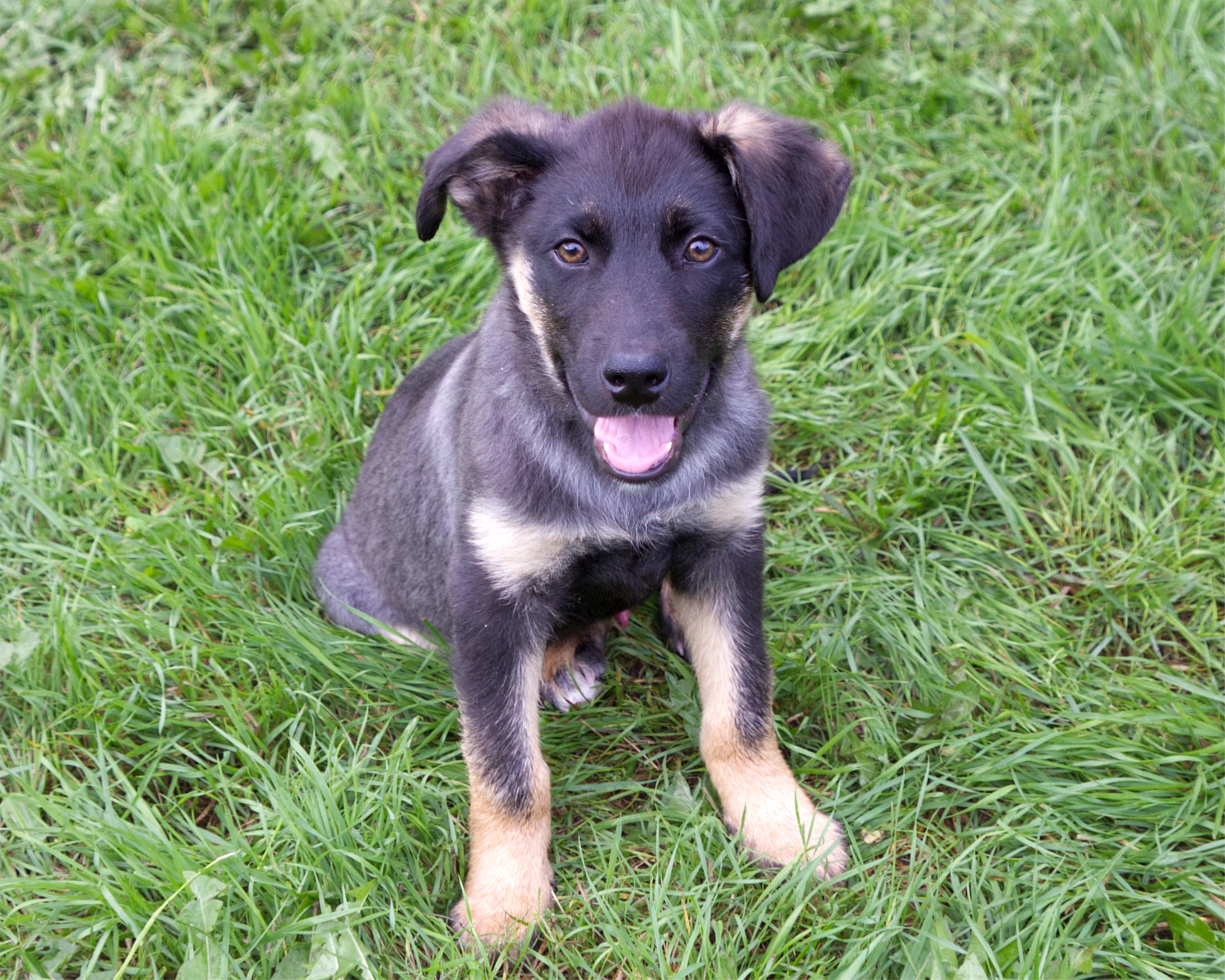 Enlarge Niblet, a Adopted mixed breed in Winnipeg, MB image 3/3