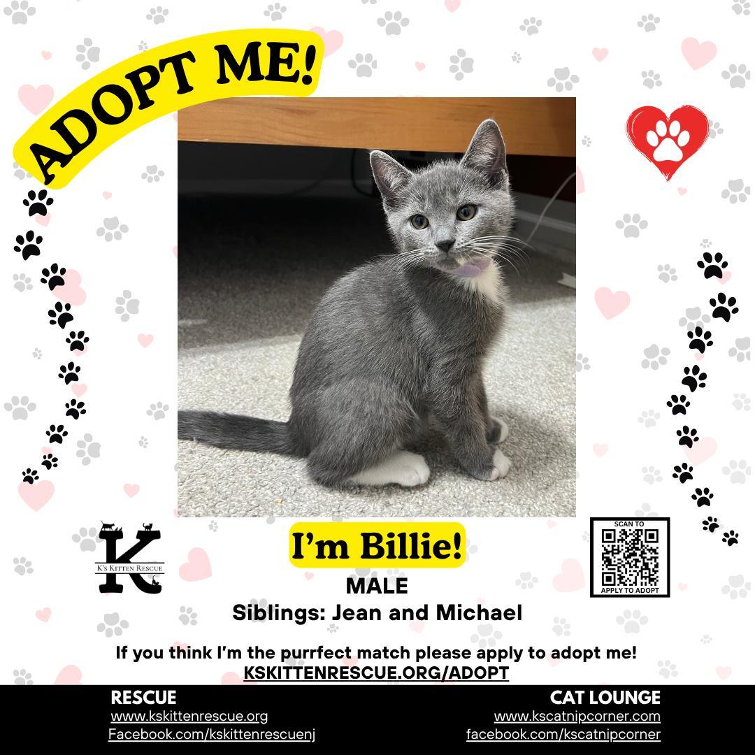 Billie, ADOPTABLE, Kitten Male Domestic Short Hair.
