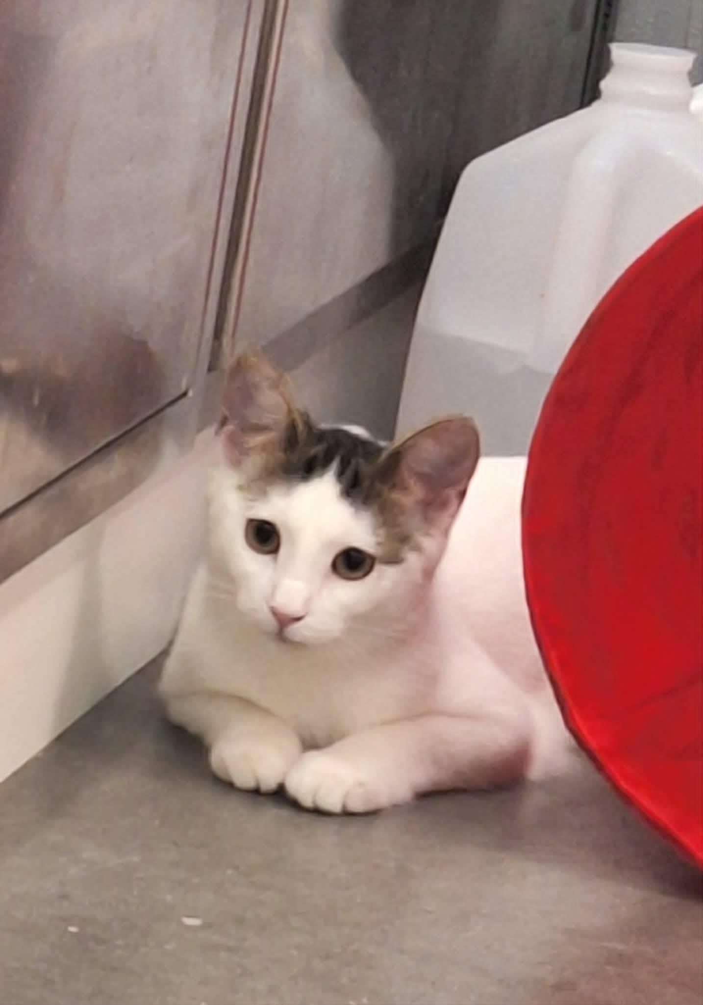 Peony, a ADOPTABLE mixed breed in Buffalo, NY image 2/2