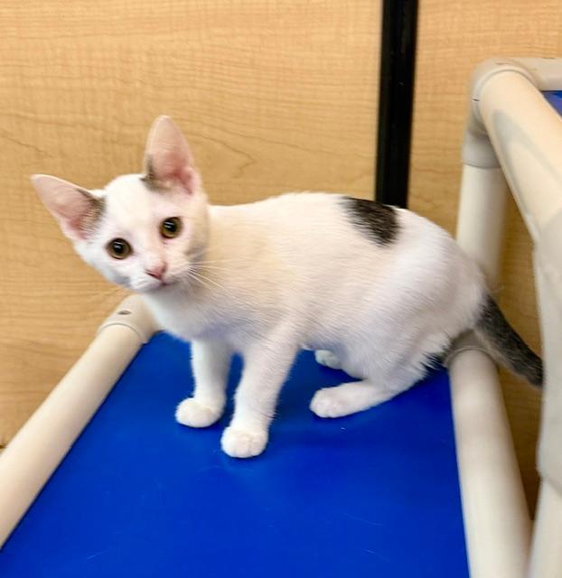 Peony, a ADOPTABLE mixed breed in Buffalo, NY image 1/2