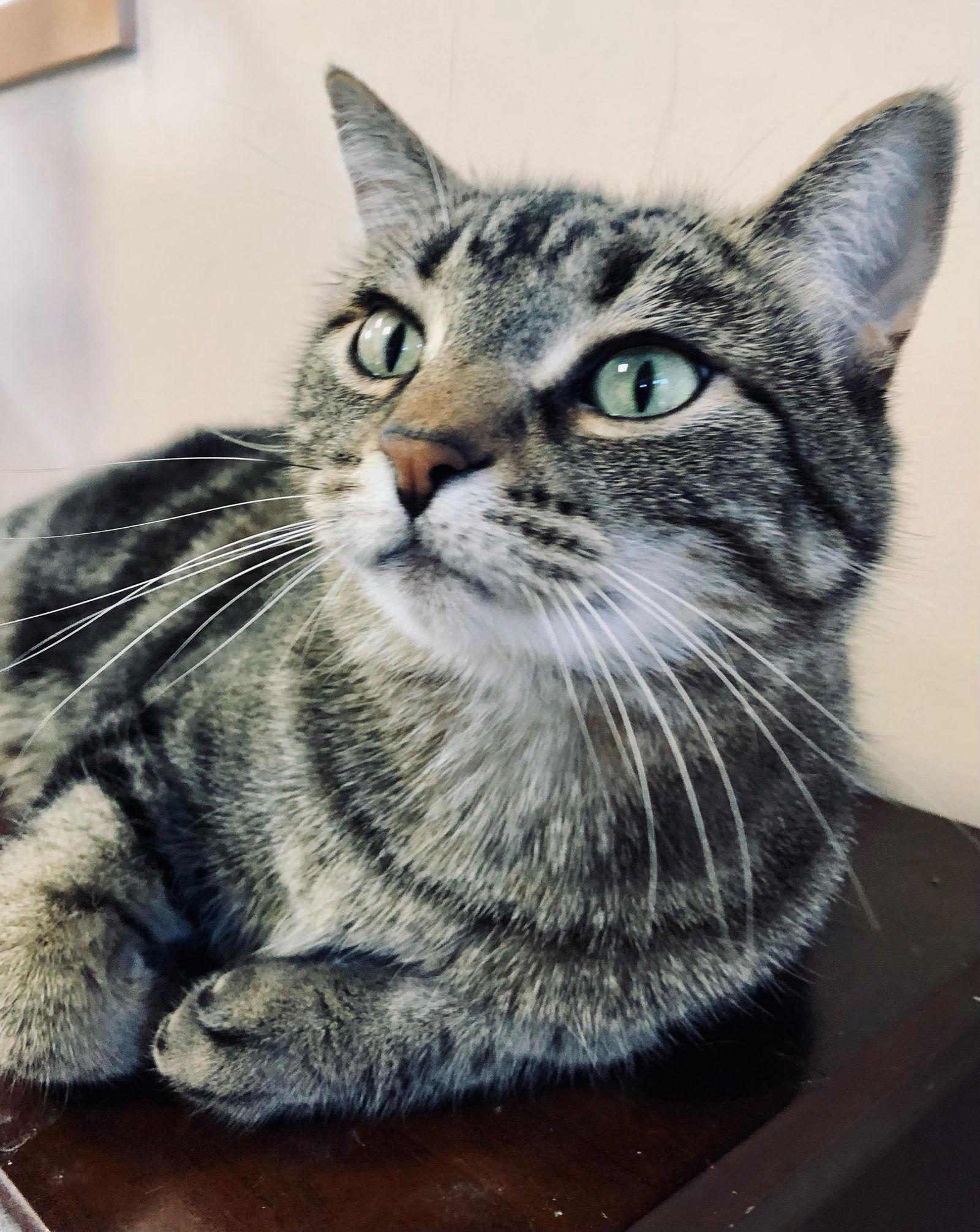 Strawberry, Adoptable, Senior Female Domestic Short Hair.